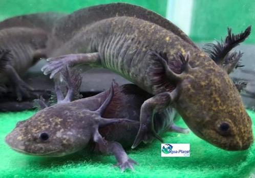 Axolotl Melanoid "Baby", Dieren en Toebehoren, Vissen | Aquariumvissen, Zoetwatervis, Overige typen
