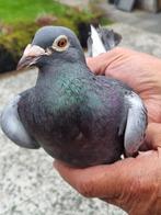 Postduiven. ( Kweker(s)), Mannelijk, Postduif
