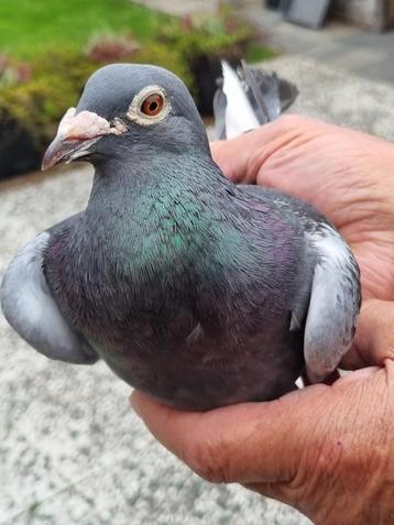 Postduiven. ( Kweker(s)) beschikbaar voor biedingen