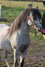 Bloedbloedje mooie , superlieve, brave 3 jarige Welsh A, Gechipt, Niet van toepassing, Hengst, 3 tot 6 jaar