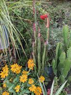 Cactus euphorbia trigona ruba/cactus Afrikaanse melkboom, Huis en Inrichting, Kamerplanten, 100 tot 150 cm, Ophalen of Verzenden