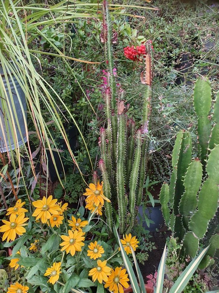 Cactus euphorbia trigona ruba/cactus Afrikaanse melkboom, Huis en Inrichting, Kamerplanten, Cactus, 100 tot 150 cm, Groene kamerplant