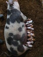 Prachtige biggetjes te koop, Dieren en Toebehoren, Meerdere dieren, Varken