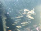Graskarper 5.99 per stuk, Karper of Koi