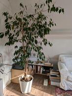 ficus ca 240cm hoog, Ophalen, Ficus, 200 cm of meer