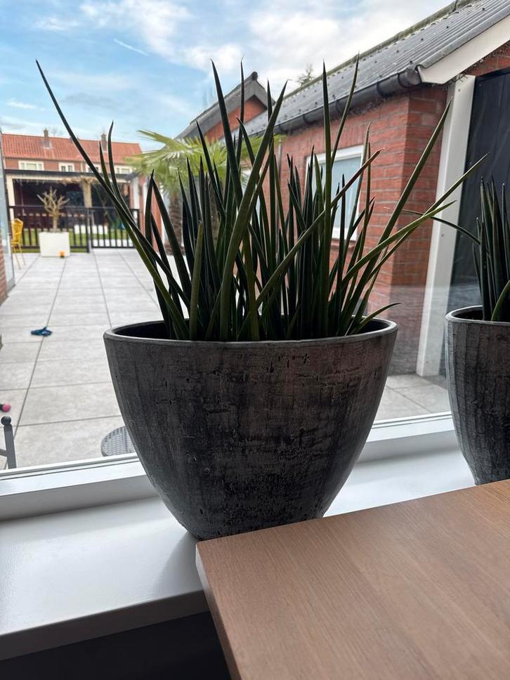 Sansevieria in pot, Huis en Inrichting, Kamerplanten, Overige soorten, Minder dan 100 cm, Groene kamerplant, Halfschaduw, In pot