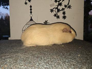 Creme zeug cavia  beschikbaar voor biedingen
