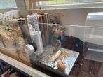 Koelsteen hamsters en knaagdieren - Graniet - 19cm, Ophalen of Verzenden, Gebruikt, Overige typen