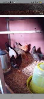 Kippen, Ophalen of Verzenden, Kippenhok of Kippenren