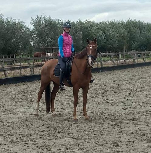 Plek vrij voor trainingspaarden, Dieren en Toebehoren, Paarden en Pony's | Overige Paardenspullen, Nieuw, Overige soorten, Ophalen