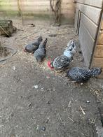 Friese hoen kriel, Dieren en Toebehoren, Pluimvee, Meerdere dieren, Kip