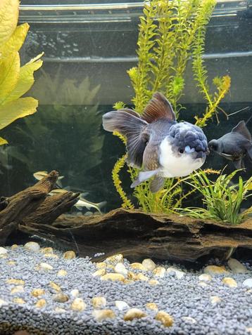 Oranda panda XXL beschikbaar voor biedingen