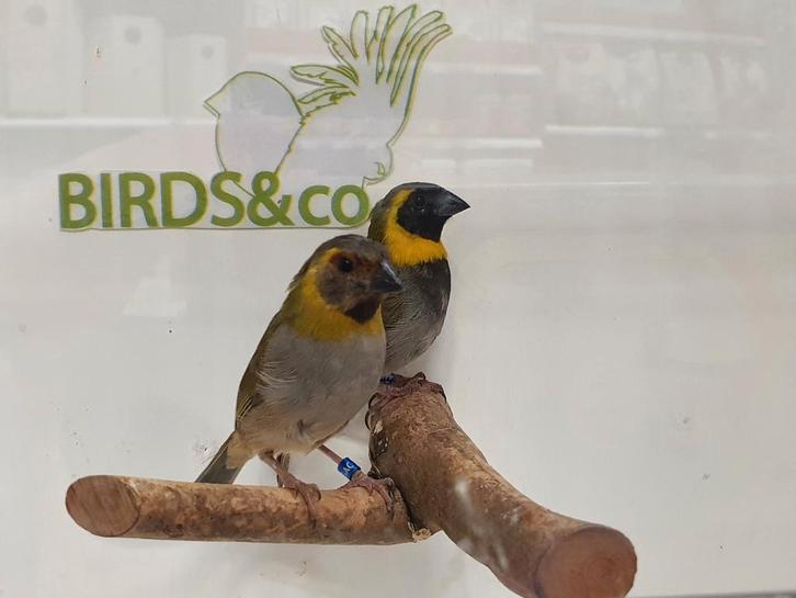 Koppel Cubavinken beschikbaar, Dieren en Toebehoren, Vogels | Overige Vogels, Tropenvogel, Meerdere dieren