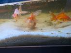 3 goudvissen, Dieren en Toebehoren, Vissen | Aquariumvissen, Vis, Zoetwatervis