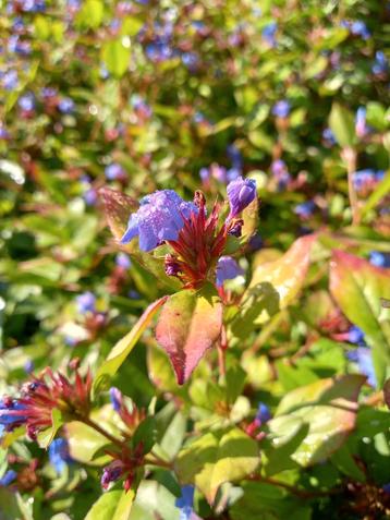 Loodkruid - Ceratostigma Plumbaginoides beschikbaar voor biedingen
