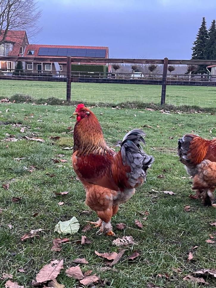 Haan zoekt baan (gratis mits goed thuis), Dieren en Toebehoren, Pluimvee, Kip, Mannelijk