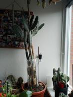 Grote opuntia (schijfcactus) te koop, Ophalen, Cactus, Volle zon, 100 tot 150 cm