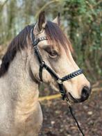 Super Knappe en lieve welsh pony, Dieren en Toebehoren, Pony's, Hengst, 0 tot 2 jaar