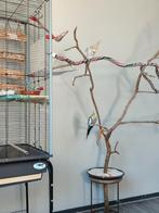 Mooie zelfgemaakte boom voor vogels zonder vogels, Dieren en Toebehoren, Meerdere dieren, Parkiet