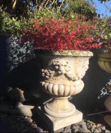 Biologische tuinplanten rood-herfst, zomer-roze bloemetjes  beschikbaar voor biedingen
