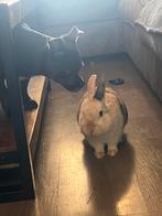 Konijn mannetje, Dieren en Toebehoren, Ophalen, Kooi, Konijn, Minder dan 60 cm