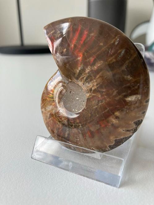 Gepolijste Ammoniet Fossiel op Standaard, Verzamelen, Mineralen en Fossielen, Fossiel, Ophalen of Verzenden