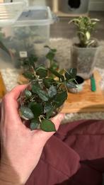 Hoya Krohniana, Huis en Inrichting, Ophalen, Overige soorten, Minder dan 100 cm, Bloeiende kamerplant