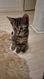Kittens moeder blauwe rus, Dieren en Toebehoren, Katten en Kittens | Overige Katten