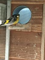 Bastaard putter x zwarte sijs, Mannelijk, Wildzangvogel