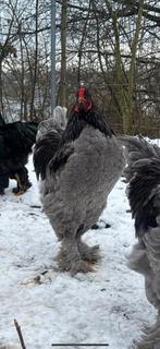 3 blauwe Brahma hanen te koop, Dieren en Toebehoren, Mannelijk, Kip