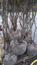 Meerstammige beukenboom struik, Volle zon, Lente, Minder dan 100 cm, Overige soorten