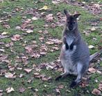 Walibi/kangoeroe, Dieren en Toebehoren, Overige Dieren, April, Meerdere dieren