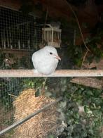 Lach duifjes te koop €7.50, Meerdere dieren