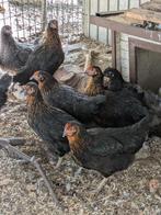 Legkippen, Dieren en Toebehoren, Pluimvee, Vrouwelijk, Kip