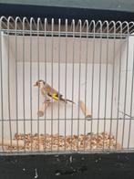 Majoor putter pop bruin., Dieren en Toebehoren, Vogels | Overige Vogels, Vrouwelijk, Wildzangvogel, Geringd