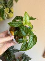 Monstera siltepecana, plantje uit wetstick, Huis en Inrichting, Kamerplanten, Ophalen of Verzenden, Halfschaduw, Minder dan 100 cm