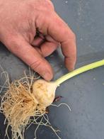 Dikke tulpeh, Huis en Inrichting, Tafelonderdelen, Ophalen of Verzenden, Zo goed als nieuw, Rond, 50 tot 100 cm