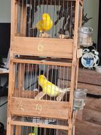 Waterslager 2025, Dieren en Toebehoren, Vogels | Kanaries, Mannelijk, Zangkanarie