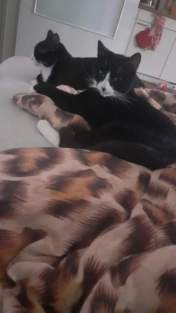 2 lieve katjes, Dieren en Toebehoren, Katten en Kittens | Overige Katten, Kortharig, Kater, 3 tot 5 jaar