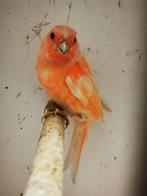 Harlekijn kanarie man, Dieren en Toebehoren, Vogels | Kanaries, Mannelijk, Kleurkanarie