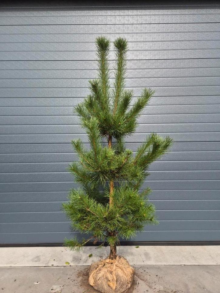 Grove Den (Pinus sylvestris) in diverse maten, Tuin en Terras, Planten | Bomen, Overige soorten, Volle zon, Ophalen of Verzenden