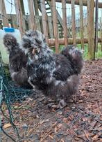 Koppel USA zijdehoenders, Dieren en Toebehoren, Pluimvee, Meerdere dieren, Kip