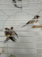 Twee Puttrs, Meerdere dieren, Tropenvogel