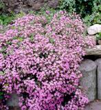 Saponaria Ocymoides | Zeepkruid | Chemievrij, Bodembedekkers, Volle zon, Vaste plant, Ophalen of Verzenden