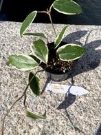 Hoya carnosa ‘Flamingo Dream’, Ophalen, Overige soorten, Halfschaduw, Minder dan 100 cm