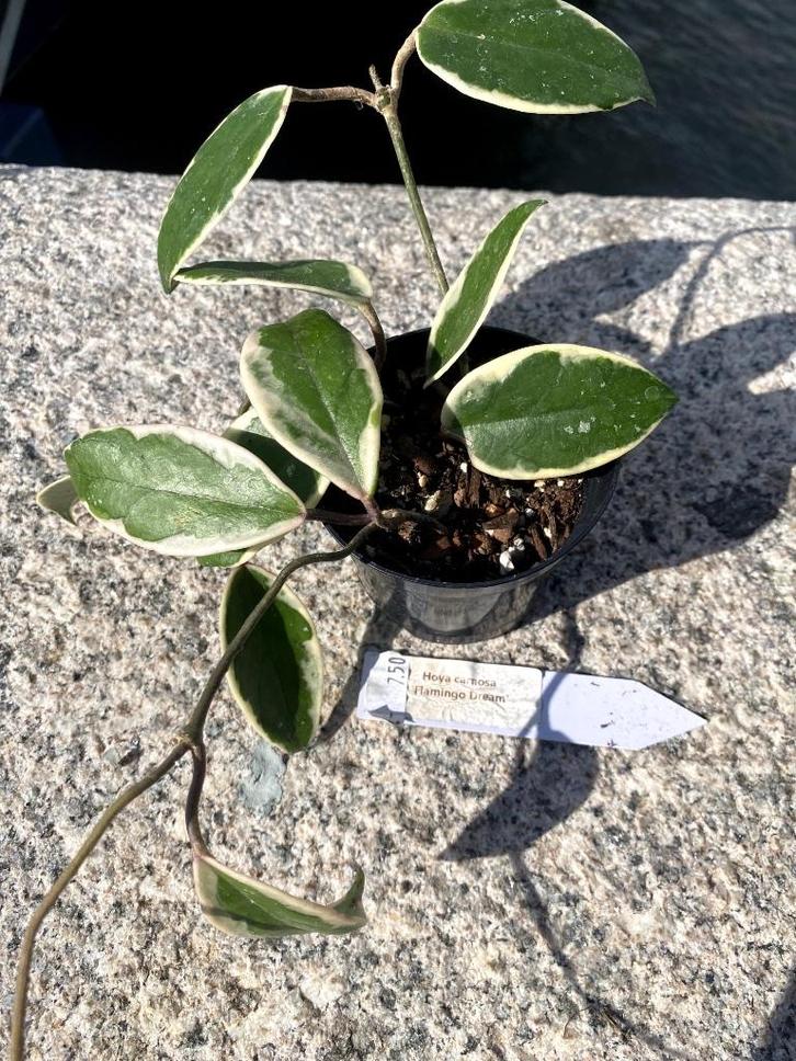 Hoya carnosa ‘Flamingo Dream’, Huis en Inrichting, Kamerplanten, Overige soorten, Minder dan 100 cm, Bloeiende kamerplant, Halfschaduw