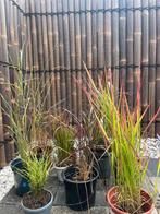 Verschillende siergrassen, Tuin en Terras, Planten | Tuinplanten, Ophalen, Volle zon, Vaste plant, Siergrassen