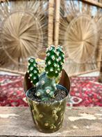 Cactus, Ophalen, Cactus, Volle zon, Minder dan 100 cm