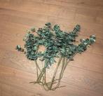 Eucalyptus Takken - Decoratief, Huis en Inrichting, Ophalen of Verzenden, Zo goed als nieuw