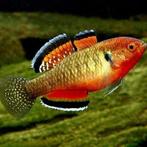 Australische riviergrondels - Hypseleotris compressa, Dieren en Toebehoren, Vis